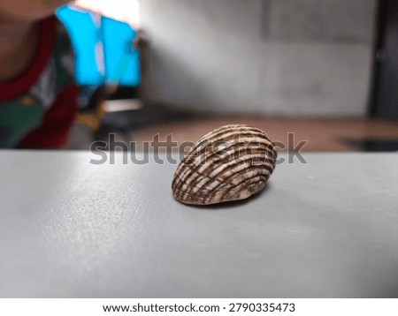 Striped Seashell on Light Surface with Shallow Depth of Field - Minimalist Nature Still Life, Close-up macro photograph of a beautiful striped seashell resting on a smooth light-colored surface. Soft blurred background creates a clean and minimalist aesthetic, perfect for design, nature, and decorative concepts.