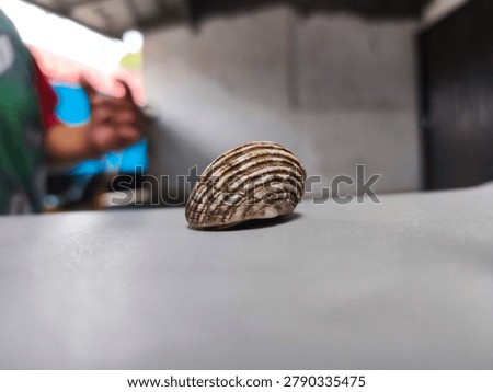 Striped Seashell on Light Surface with Shallow Depth of Field - Minimalist Nature Still Life, Close-up macro photograph of a beautiful striped seashell resting on a smooth light-colored surface. Soft blurred background creates a clean and minimalist aesthetic, perfect for design, nature, and decorative concepts.