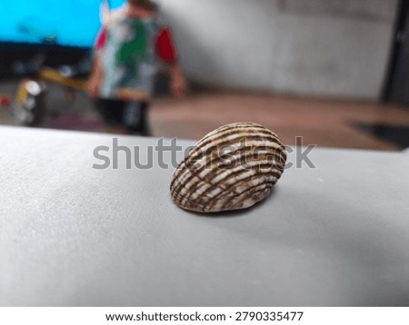 Striped Seashell on Light Surface with Shallow Depth of Field - Minimalist Nature Still Life, Close-up macro photograph of a beautiful striped seashell resting on a smooth light-colored surface. Soft blurred background creates a clean and minimalist aesthetic, perfect for design, nature, and decorative concepts.