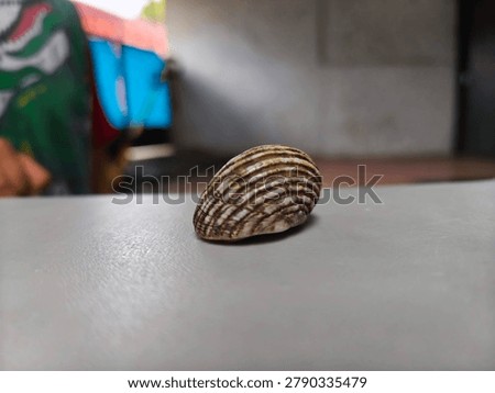 Striped Seashell on Light Surface with Shallow Depth of Field - Minimalist Nature Still Life, Close-up macro photograph of a beautiful striped seashell resting on a smooth light-colored surface. Soft blurred background creates a clean and minimalist aesthetic, perfect for design, nature, and decorative concepts.