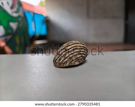Striped Seashell on Light Surface with Shallow Depth of Field - Minimalist Nature Still Life, Close-up macro photograph of a beautiful striped seashell resting on a smooth light-colored surface. Soft blurred background creates a clean and minimalist aesthetic, perfect for design, nature, and decorative concepts.
