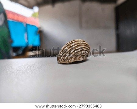 Striped Seashell on Light Surface with Shallow Depth of Field - Minimalist Nature Still Life, Close-up macro photograph of a beautiful striped seashell resting on a smooth light-colored surface. Soft blurred background creates a clean and minimalist aesthetic, perfect for design, nature, and decorative concepts.