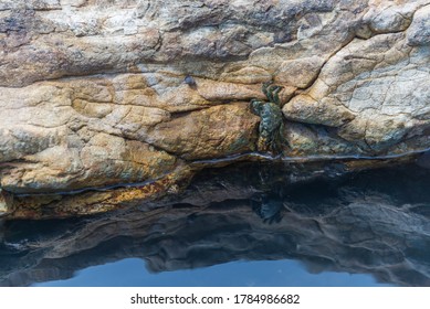 Striped Shore Crab Hanging Above Its Reflection In A Tide Pool At Año Nuevo State Park, California