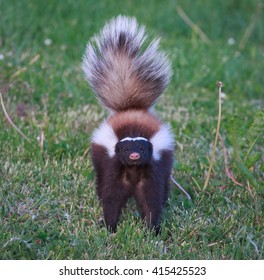 Striped Skunk 