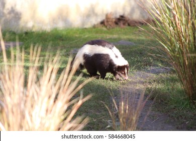 Striped Skunk.