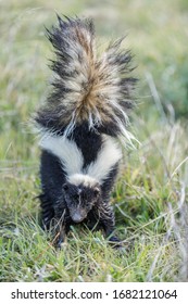 Striped Skunk in defensive spraying posture. Monte Bello Open Space Preserve, Santa Clara County, California, USA.
