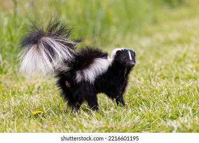 Striped Skunk Digging For Food