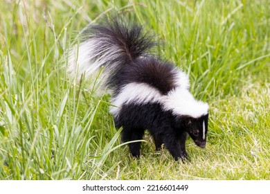 Striped Skunk Digging For Food