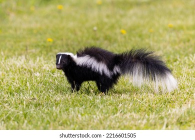 Striped Skunk Digging For Food