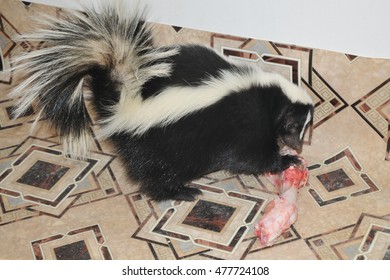 Striped Skunk Eating