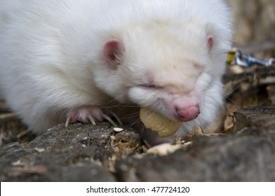 Striped Skunk Eating