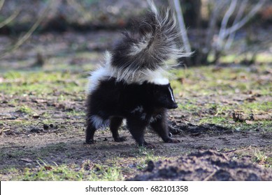 The Striped Skunk (Mephitis Mephitis)