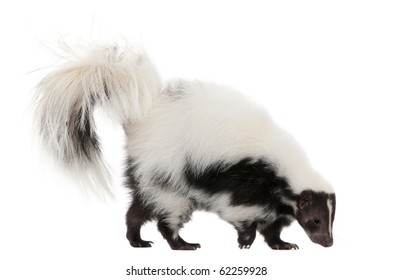 3,355 Skunk on white background Images, Stock Photos & Vectors ...