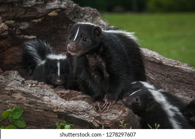 Striped Skunk (Mephitis mephitis) Doe With Kits Looks Out Tongue Summer - captive animals