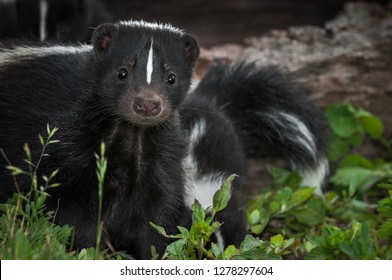 Striped Skunk (Mephitis mephitis) Doe Peers Out From Ground Summer - captive animal