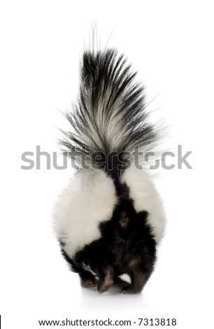 Striped Skunk - Mephitis mephitis in front of a white background