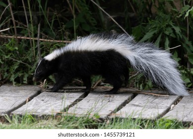 316 Baby striped skunk Images, Stock Photos & Vectors | Shutterstock