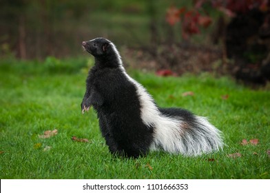 Striped Skunk (Mephitis mephitis) Stands Up to Left - captive animal