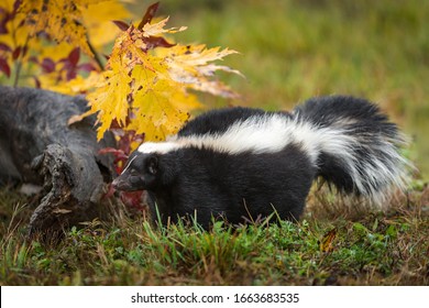 Striped Skunk (Mephitis mephitis) Stands Next to Log Eyes Closed Autumn - captive animal