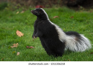 Striped Skunk (Mephitis mephitis) Stands Up on Back Paws Autumn - captive animal