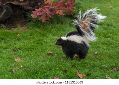 Striped Skunk (Mephitis Mephitis) Stands Up Tall Arching Tail - Captive Animal