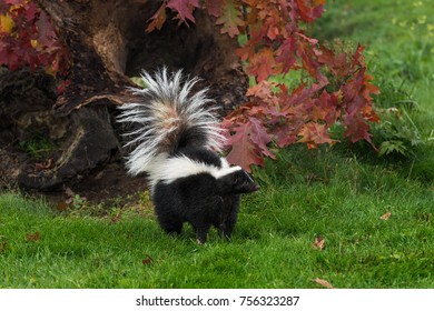 Striped Skunk (Mephitis Mephitis) Tail Up By Fall Log - Captive Animal