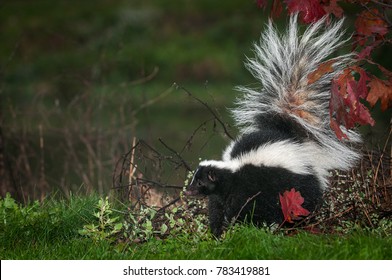 Striped Skunk (Mephitis Mephitis) Tail Up At Grass Edge - Captive Animal