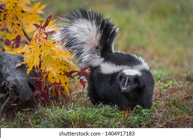 Striped Skunk (Mephitis Mephitis) Turns Left Tail Up Autumn - Captive Animal