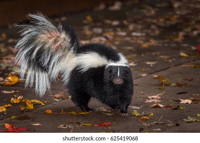 Striped Skunk (Mephitis mephitis) Turns on Pavers - captive animal
