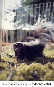 Striped Skunk Pet In Nature