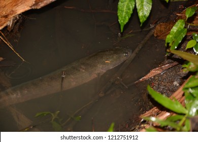 Striped Snakehead Fish