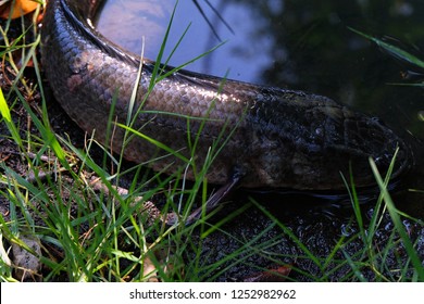 striped snakehead fish - Shutterstock ID 1252982962