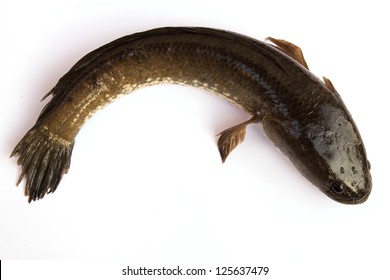 Striped Snakehead Fish