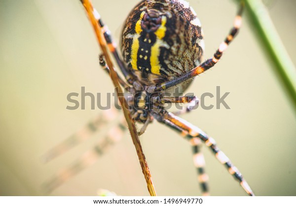 Striped Spider Spider Yellowgray Abdomen Bright Stock Photo Edit