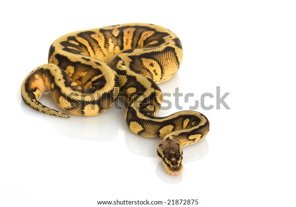 Striped Super Pastel Ball Python Python 庫存照片 立刻編輯