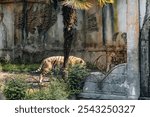 A striped tiger grazing on a field in a zoo habitat