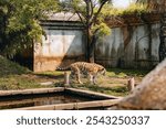 A striped tiger grazing on a field in a zoo habitat