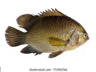 Striped Tiger Leaffish Pristolepis Fasciata Isolated Stock Photo ...