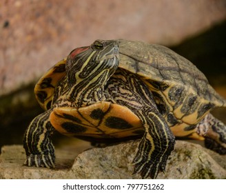 Striped Tortoise Turning His Head Aside Stock Photo 797751262 ...