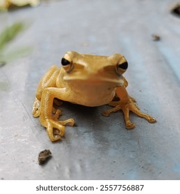 striped tree frog is the name of a type of frog