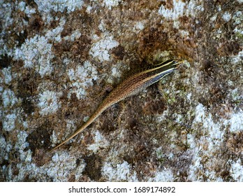 Striped Tree Skink (Dasia Vittata),  Danum Valley Conservation Area, Sabah, Borneo, Malaysia