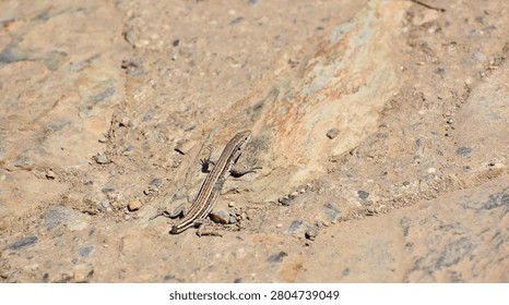 
A striped wall lizard warms itself on sunlit rock, its camouflage blending naturally with the textured stone surface.