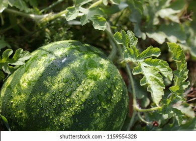 Striped Watermelon Ripens On A Garden On A Sunny Day After Rain / Fresh Harvest Of Summer