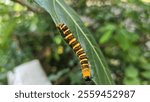 A striped yellow and black caterpillar on a green leaf.

