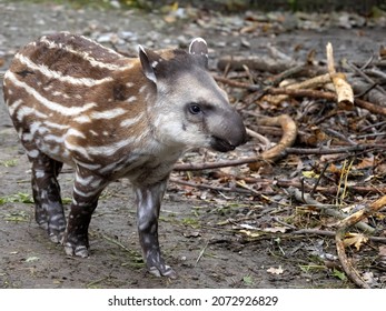 Striped Young South American Tapir Tapirus Stock Photo (Edit Now ...