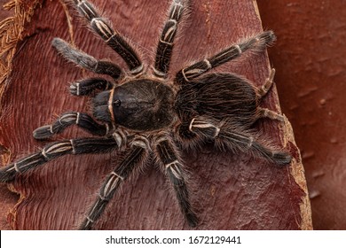 Tarantula の画像 写真素材 ベクター画像 Shutterstock