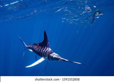 Striped-Marlin  Mexico Baja California, Mexico