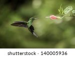 Striped-tailed hummingbird frozen in flight with a fast shutterspeed.
