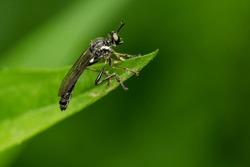 A Stripe-legged Robber Fly Is Resting On A Green Leaf. Taylor Creek Park, Toronto, Ontario, Canada.
