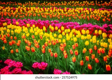 Stripes of multicolored   tulips flowerbed close up, retro toned